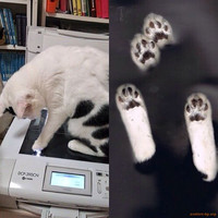 Котка на принтер